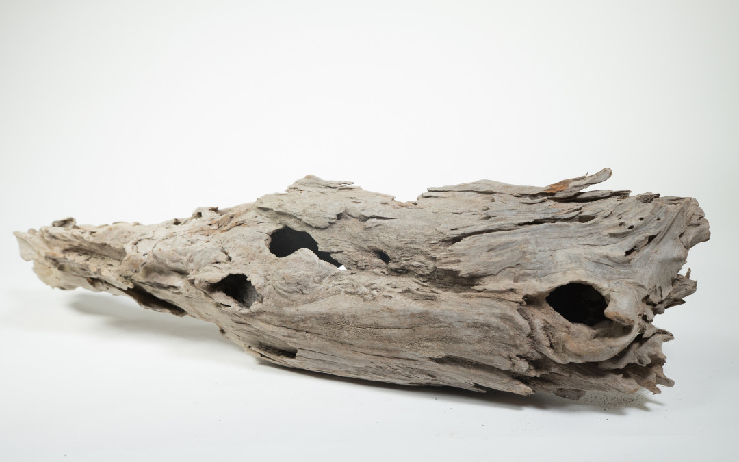 Driftwood With Holes